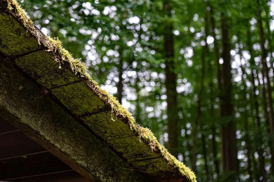 Thick moss growing along the edge of a shaded tiled roof