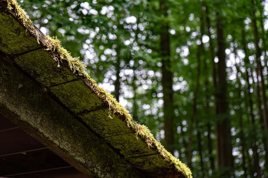 Moss growing thickly on a shaded roof slope beneath trees in Croydon