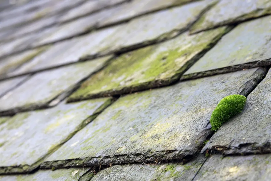 Close-up of weathered grey slates streaked with lichen, with a clump of moss growing in one joint