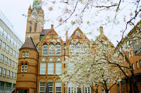 Victorian red brick and terracotta building with a clock tower behind spring blossom