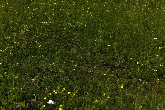 Grassland dotted with small wildflowers in early summer