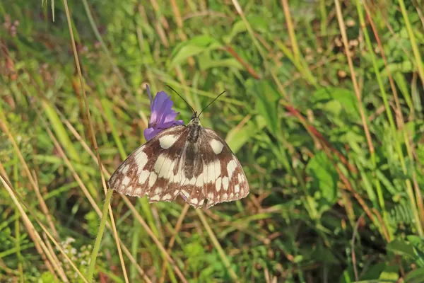 Marbled white butterfly resting in long grass, the kind of chalk grassland found at Hutchinson's Bank