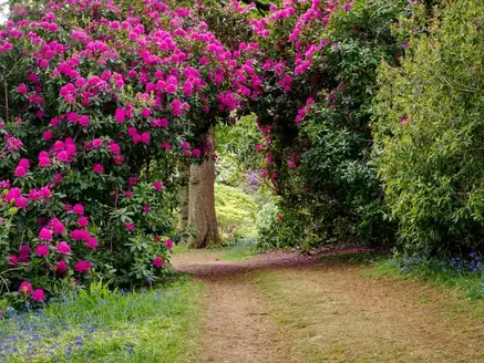 Garden path under flowering rhododendrons, the sort of walk found at Heathfield