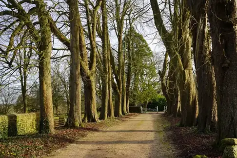 Straight path lined with tall trees, like an avenue planted as a memorial