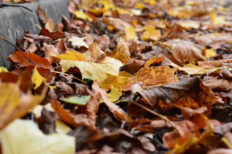 Fallen autumn leaves in yellow and brown, the leaf litter that ends up in Selsdon gutters