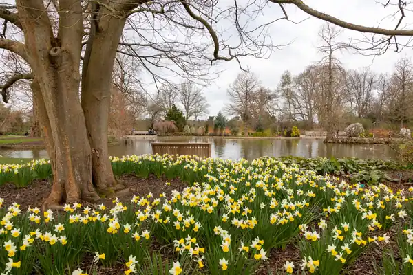 Daffodils and a mature tree beside a pond in spring