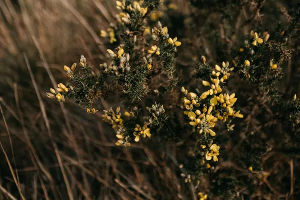 Close-up of gorse in flower on open heathland